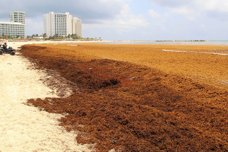 Inicia arribo masivo de sargazo a playas de Quintana Roo - Cambio de  Michoacán