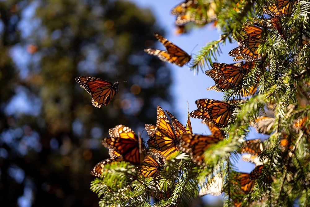 Incrementa 35% presencia de mariposas Monarca en los bosques de Michoacán y  Estado de México - Cambio de Michoacán